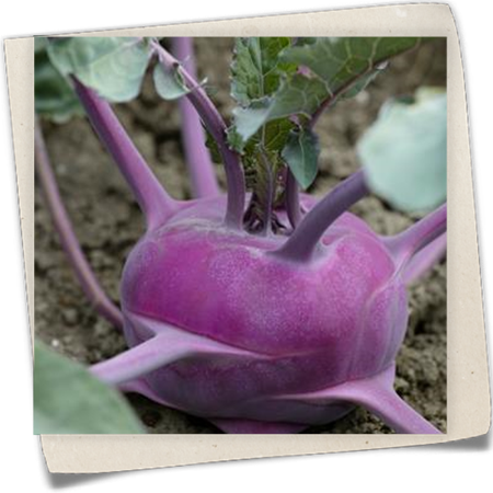 Kohlrabi 'Blaro' Kohlrabi 'Blaro'
