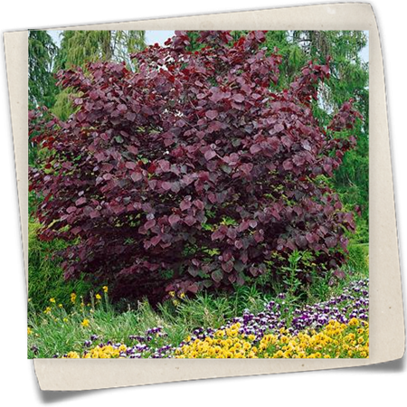 Judasbaum 'Forest Pansy' Judasbaum 'Forest Pansy'