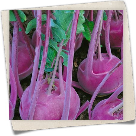 Kohlrabi 'Blauer Delikatess' Kohlrabi 'Blauer Delikatess'