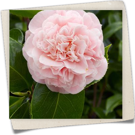 Kamelie 'Debutante' Kamelie 'Debutante'