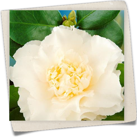 Kamelie 'Elegans Champagne' Kamelie 'Elegans Champagne'