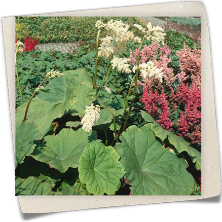 Tafelblatt Tafelblatt