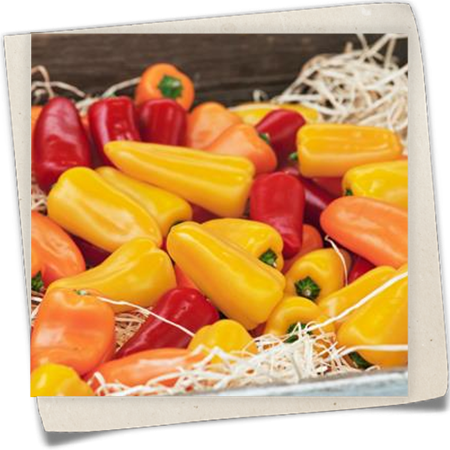Snack-Paprika 'Lubega® Mini Orange' Snack-Paprika 'Lubega® Mini Orange'
