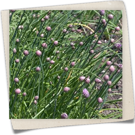 Schnittlauch 'Miro' Schnittlauch 'Miro'