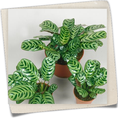 Korbmaranthe Korbmaranthe