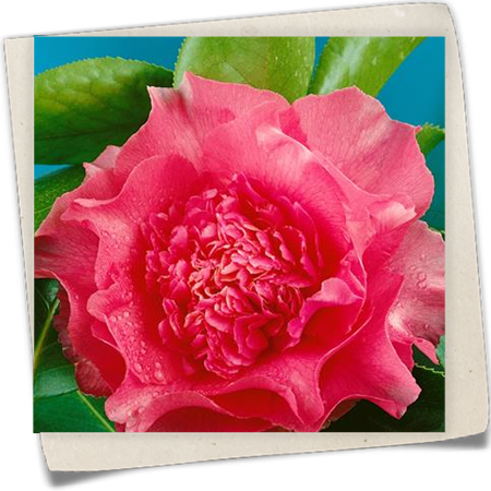 Kamelie 'Elegans Supreme' Kamelie 'Elegans Supreme'