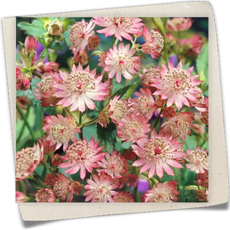 Garten-Sterndolde 'Bloody Mary' Garten-Sterndolde 'Bloody Mary'