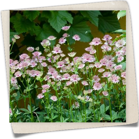 Garten-Sterndolde 'Jitse' Garten-Sterndolde 'Jitse'