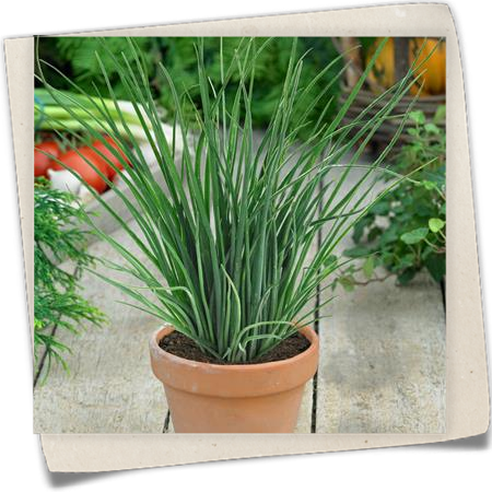 Schnittlauch 'Staro' Schnittlauch 'Staro'