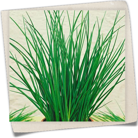 Schnittlauch 'Twiggy' Schnittlauch 'Twiggy'