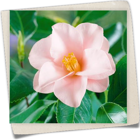 Kamelie 'Hagoromo' Kamelie 'Hagoromo'