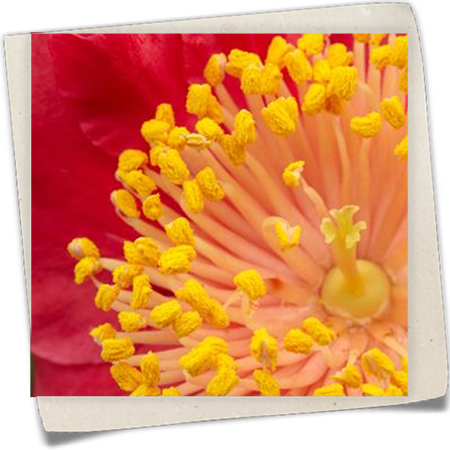 Higo-Kamelie Higo-Kamelie