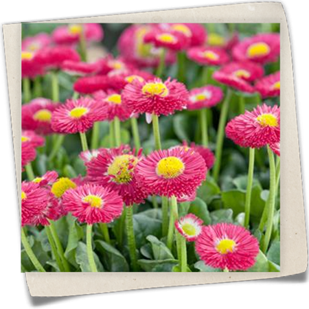 Gänseblümchen 'Bella Rosa' Gänseblümchen 'Bella Rosa'