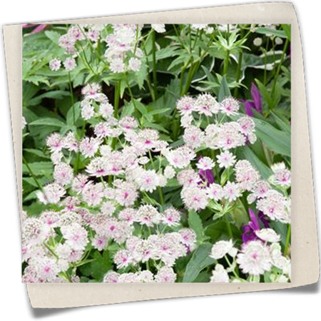 Garten-Sterndolde 'Avondale' Garten-Sterndolde 'Avondale'