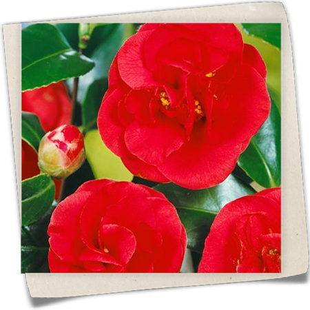 Kamelie 'Lady Campbell' Kamelie 'Lady Campbell'