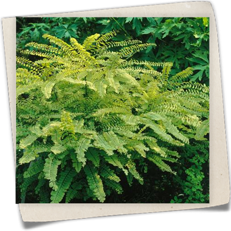 Pfauenradfarn Pfauenradfarn