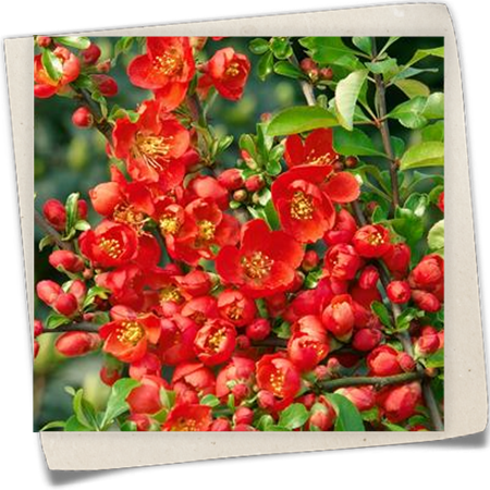 Zierquitte 'Cido Red'® Zierquitte 'Cido Red'®