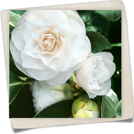 Kamelie 'Purity' Kamelie 'Purity'