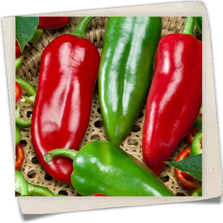 Jumbo-Peperoni 'Orias' Jumbo-Peperoni 'Orias'