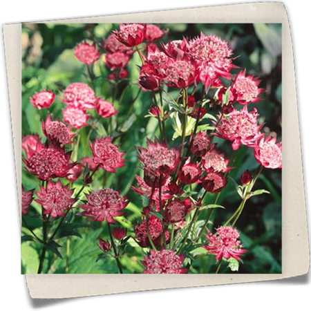 Garten-Sterndolde 'Dark Shiny Eyes'® Garten-Sterndolde 'Dark Shiny Eyes'®