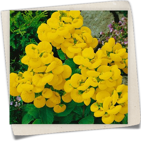 Garten-Pantoffelblume Garten-Pantoffelblume