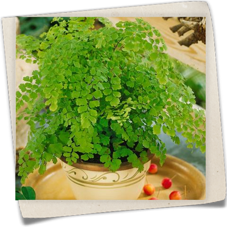 Frauenhaarfarn Frauenhaarfarn