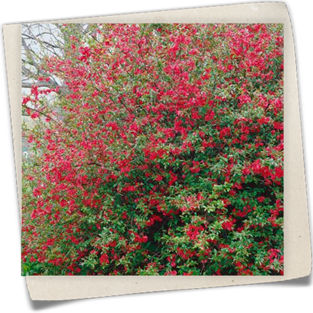 Zierquitte Zierquitte