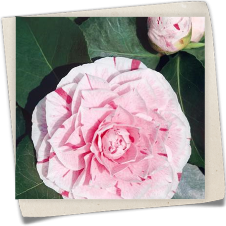 Kamelie 'William Bartlett' Kamelie 'William Bartlett'