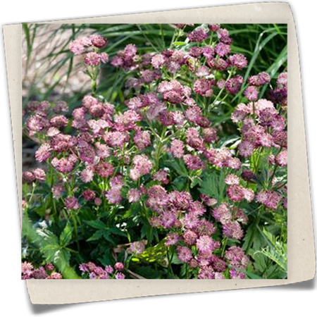 Garten-Sterndolde 'Moulin Rouge'® Garten-Sterndolde 'Moulin Rouge'®