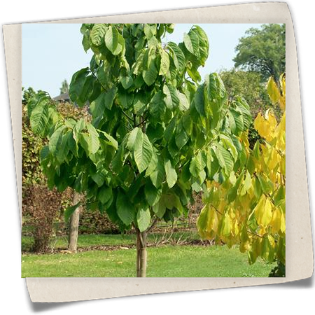 Indianerbanane Indianerbanane