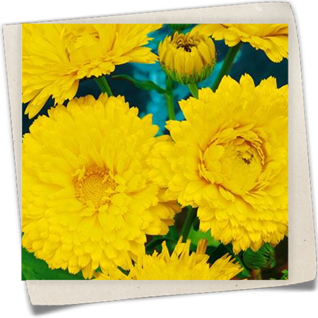 Ringelblume 'Lemon Beauty' Ringelblume 'Lemon Beauty'