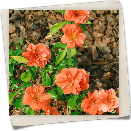 Zierquitte 'Cameo' Zierquitte 'Cameo'