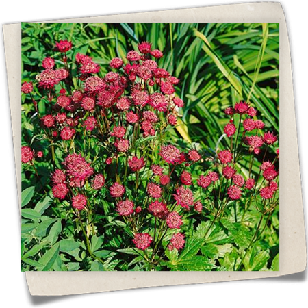 Garten-Sterndolde 'Ruby Star'® Garten-Sterndolde 'Ruby Star'®