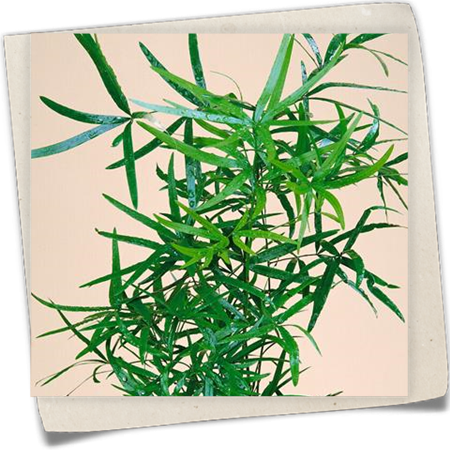 Zier-Spargel Zier-Spargel