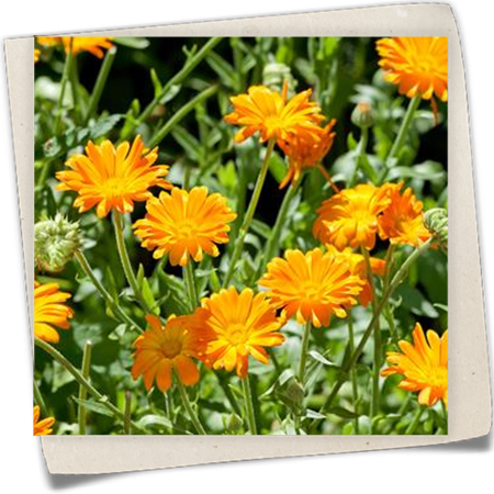 Ringelblume 'Ringula' Ringelblume 'Ringula'