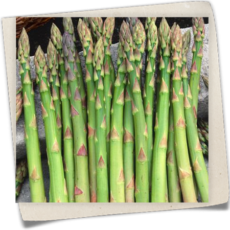 Gemüse-Spargel 'Grüner Landspargel' Gemüse-Spargel 'Grüner Landspargel'