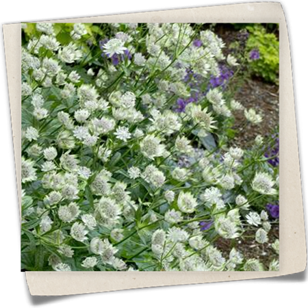 Garten-Sterndolde 'Snow Star'® Garten-Sterndolde 'Snow Star'®