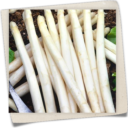 Gemüse-Spargel 'Gijnlim' Gemüse-Spargel 'Gijnlim'