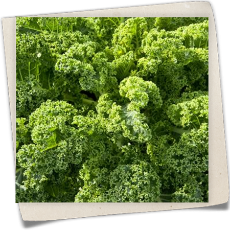 Grünkohl 'Starbor' Grünkohl 'Starbor'