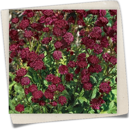 Garten-Sterndolde 'Venice'® Garten-Sterndolde 'Venice'®