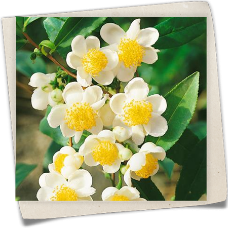 Teepflanze Teepflanze