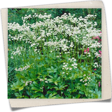 Garten-Sterndolde 'White Giant'® Garten-Sterndolde 'White Giant'®