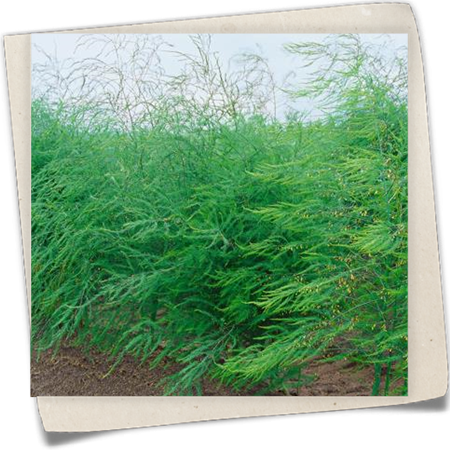 Grünspargel 'Selma F1' Grünspargel 'Selma F1'