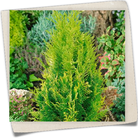 Gelbe Säulenzypresse 'Alumigold' Gelbe Säulenzypresse 'Alumigold'