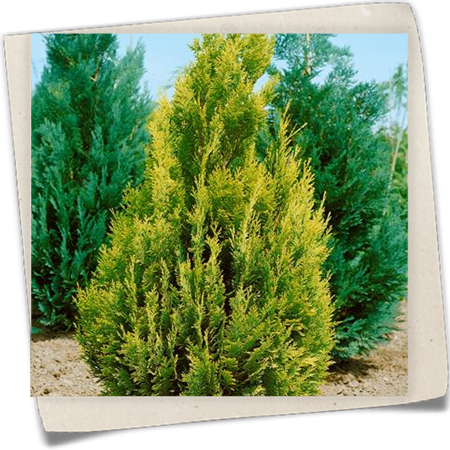 Gartenzypresse 'Golden Spire' Gartenzypresse 'Golden Spire'