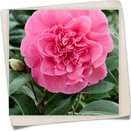 Kamelie 'Debbie' Kamelie 'Debbie'