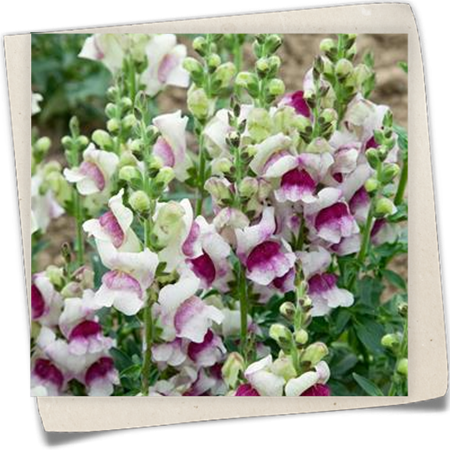 Löwenmaul 'Lucky Lips' Löwenmaul 'Lucky Lips'