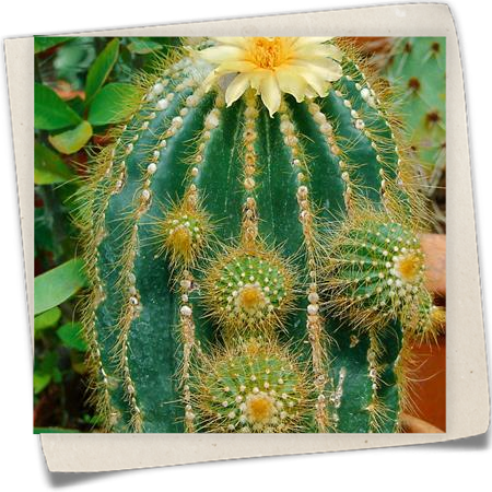 Astrophytum Astrophytum