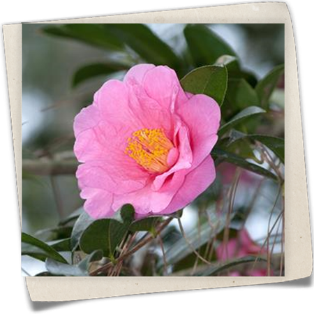 Kamelie 'Elegant Beauty' Kamelie 'Elegant Beauty'