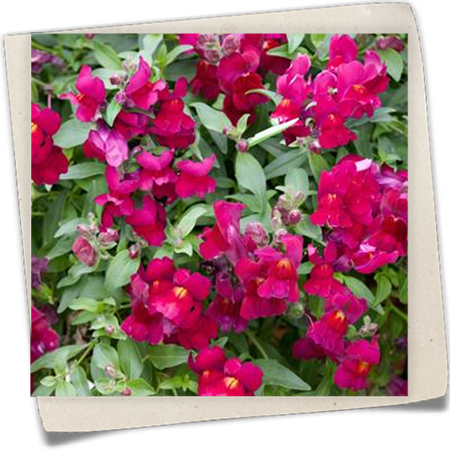 Löwenmäulchen Löwenmäulchen